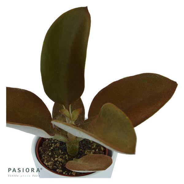 pasiora-konnichiwa-kalanchoe-3er-set-sukkulenten-6cm image 7