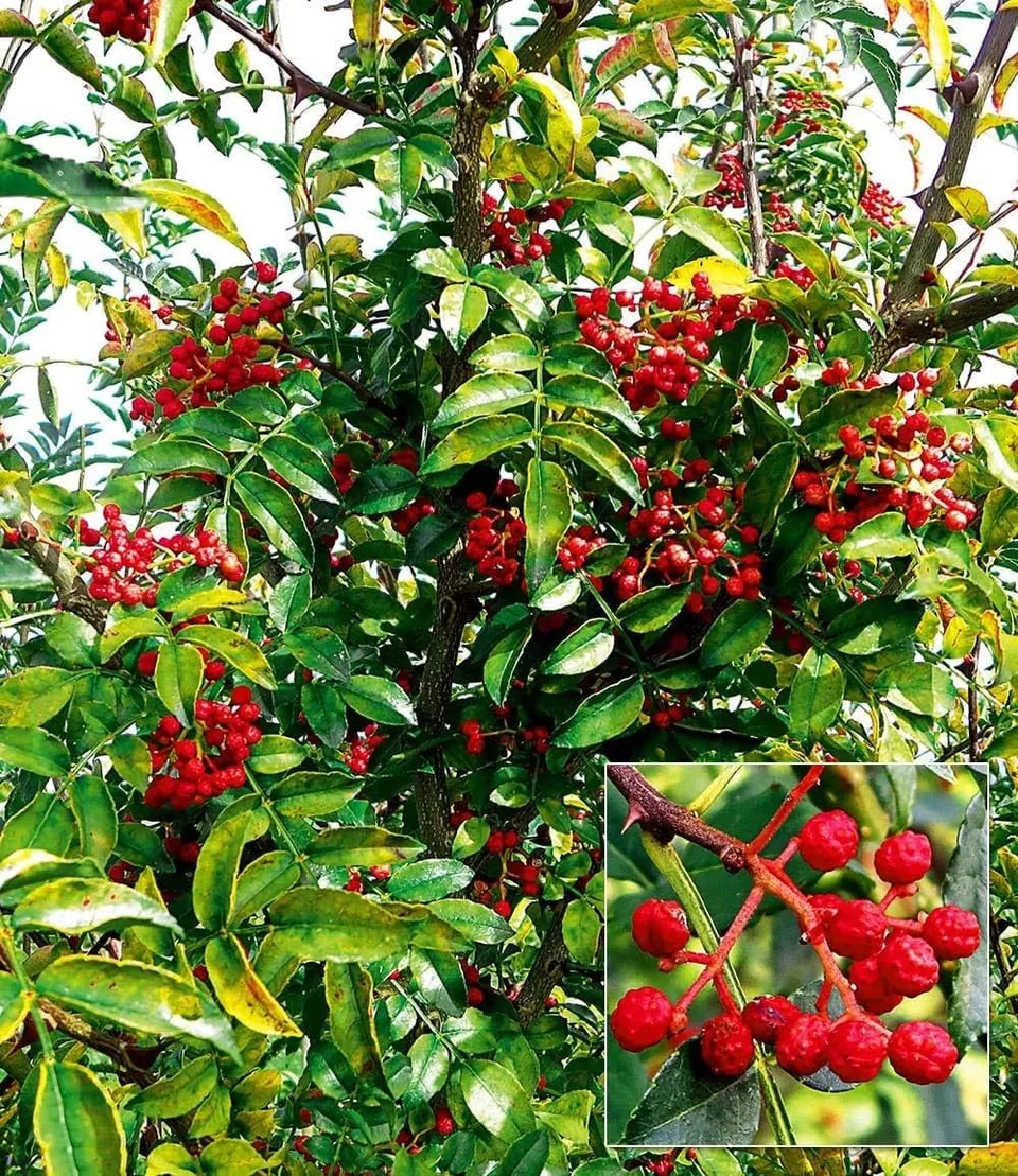 baldur-garten-szechuan-pfeffer-winterharter-strauch-im-1-liter-topf image 1