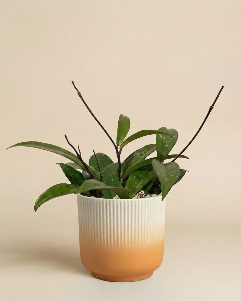 feey-hoya-pubicalyx-wachsblume-h-ngepflanze-schweizer-gew-chs image 7