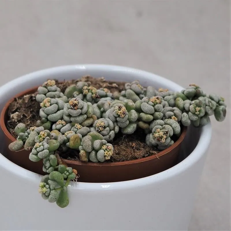 pasiora-crassula-corallina-sukkulente-8-5cm-topf image 1