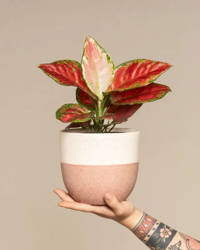 feey-aglaonema-cayenne-red-zimmerpflanze image 1