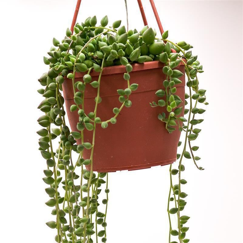 pasiora-senecio-herreianus-sukkulente-ampel-im-12cm-topf image 3