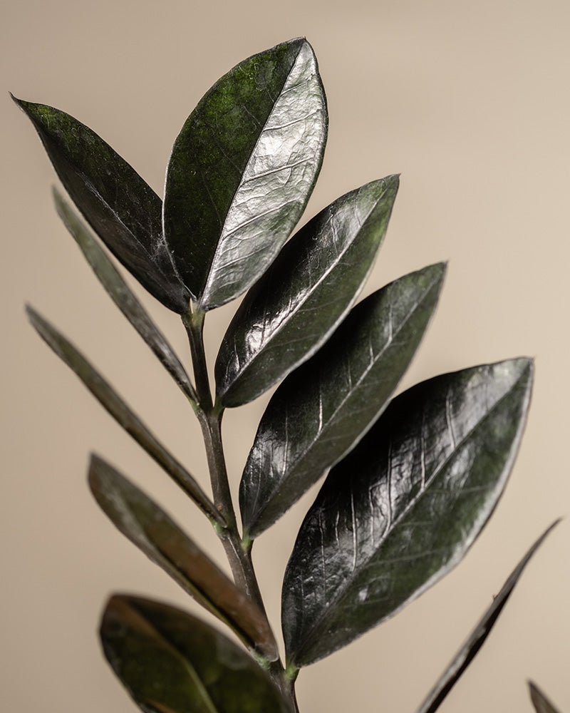 feey-schwarze-gl-cksfeder-zamioculcas-raven-zimmerpflanze image 2