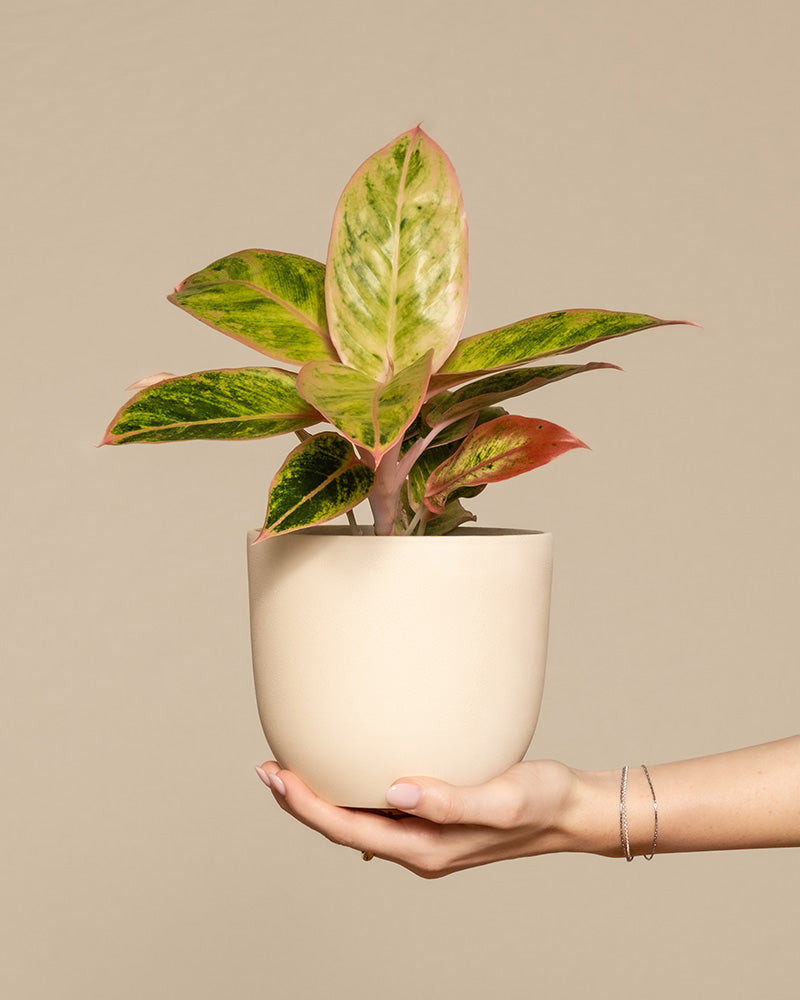 feey-aglaonema-salmon-fantasy-zimmerpflanze-kleine-pflanze-mit-farbigen-bl-ttern image 1