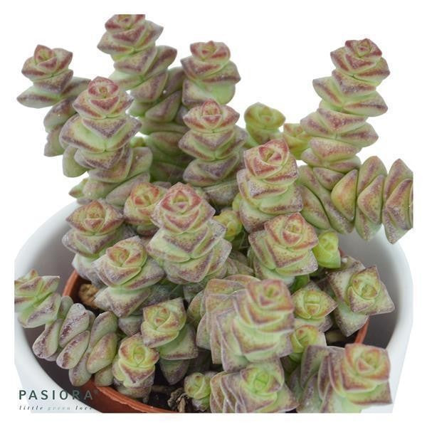 pasiora-crassula-rupestris-marnieriana-hottentot-sukkulente-6cm image 2
