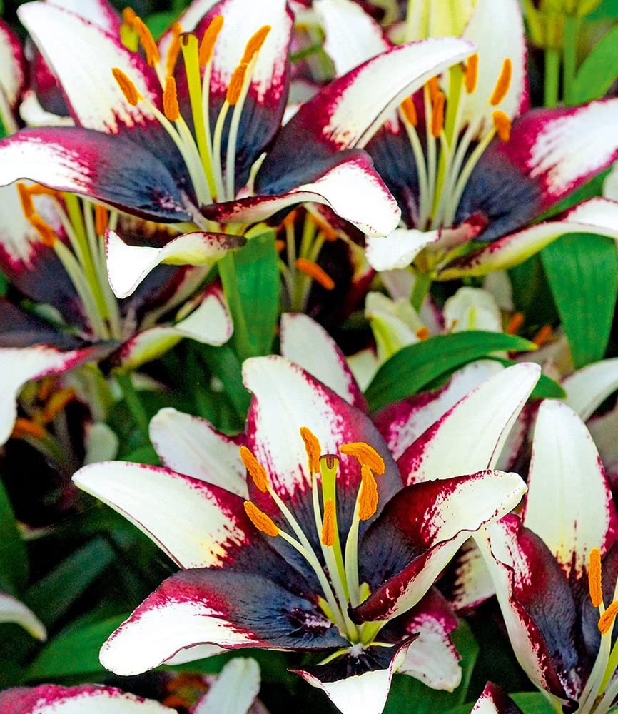 baldur-garten-3x-tree-lily-pretty-woman-zwiebel-16-18-cm image 4