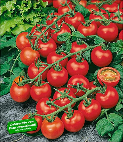 baldur-garten-strauch-tomate-sparta-f1-veredelt-2-pflanzen image 4