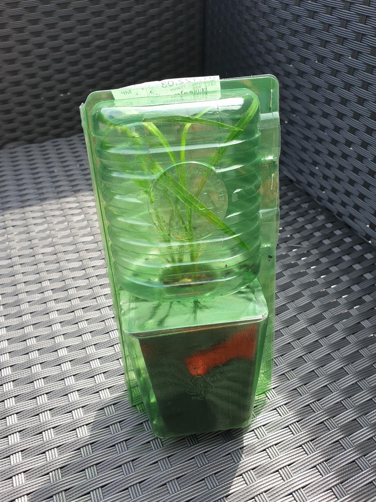 Schönes Gras für den Kübel