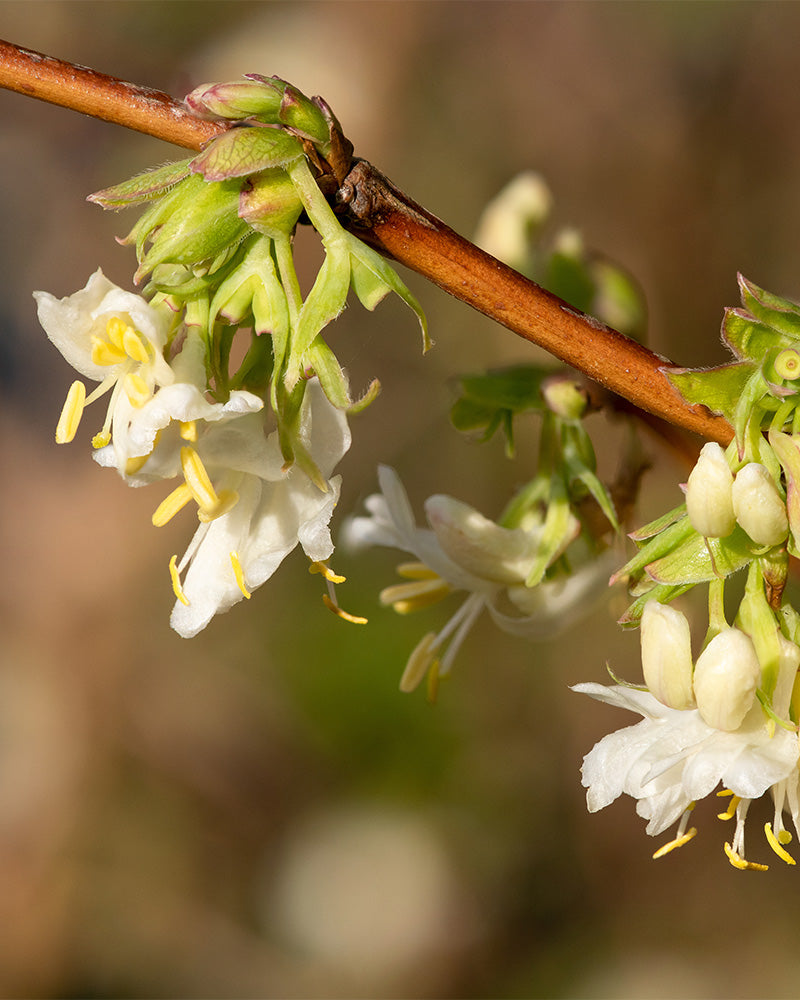 feey-lonicera-purpusii-winterduft-heckenkirsche image 2