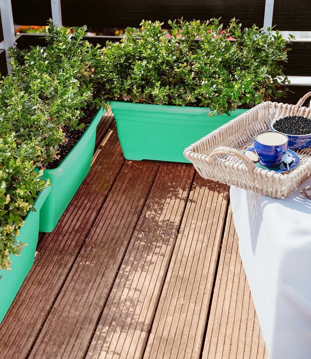 baldur-garten-berrybux-heidelbeer-hecke-3-pflanzen-im-10-5-cm-topf image 6