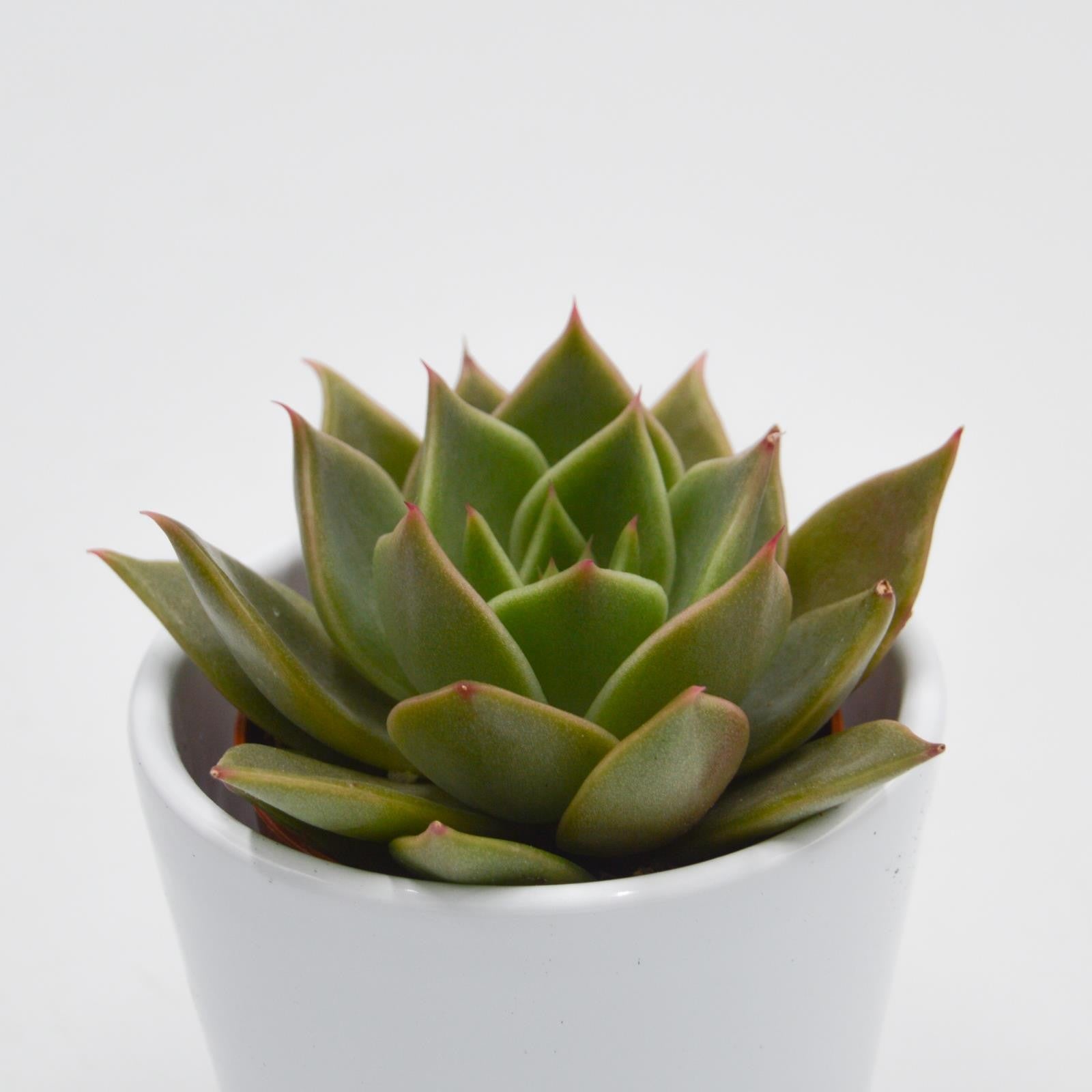 pasiora-echeveria-crystal-rose-sukkulente-5-5-cm image 2