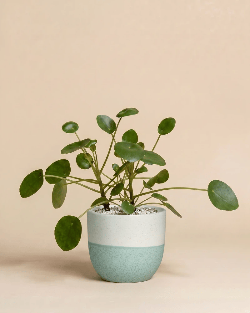 feey-ufopflanze-pilea-peperomioides-hydro image 5