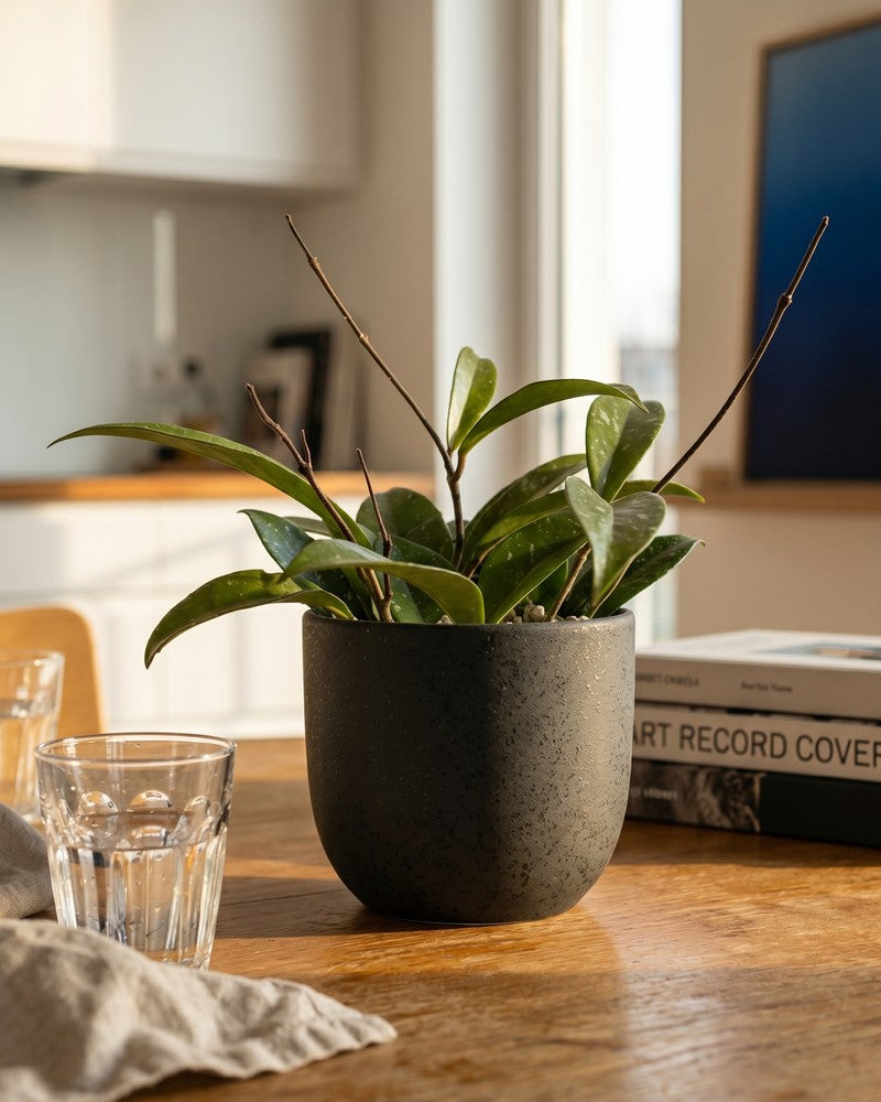 feey-hoya-pubicalyx-wachsblume-h-ngepflanze-schweizer-gew-chs image 2