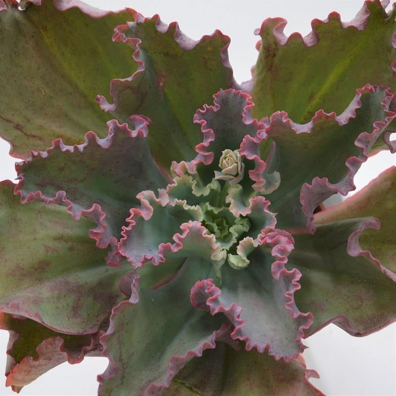 pasiora-echeveria-giant-blue-12cm image 1