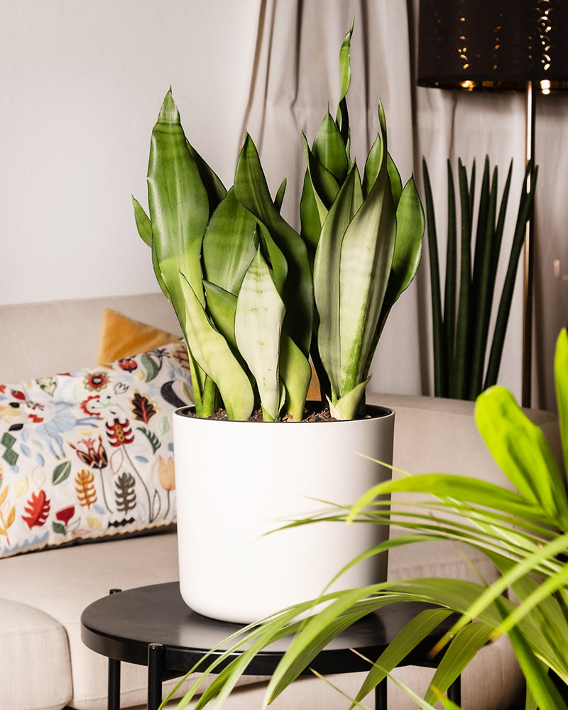 feey-gro-e-moonshine-sansevieria-trifasciata-silber-bogenhanf-zimmerpflanze image 4