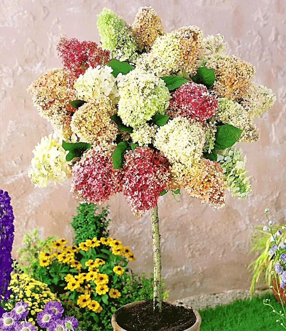 baldur-garten-hortensien-st-mmchen-grandiflora-hydrangea-paniculata image 1