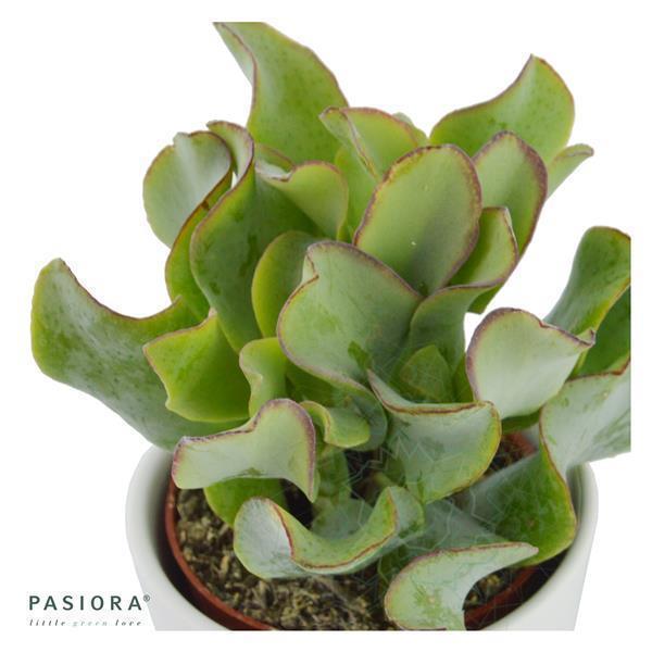 pasiora-ciao-crassula-3-st-ck-sukkulenten-set-ohne-bertopf image 3