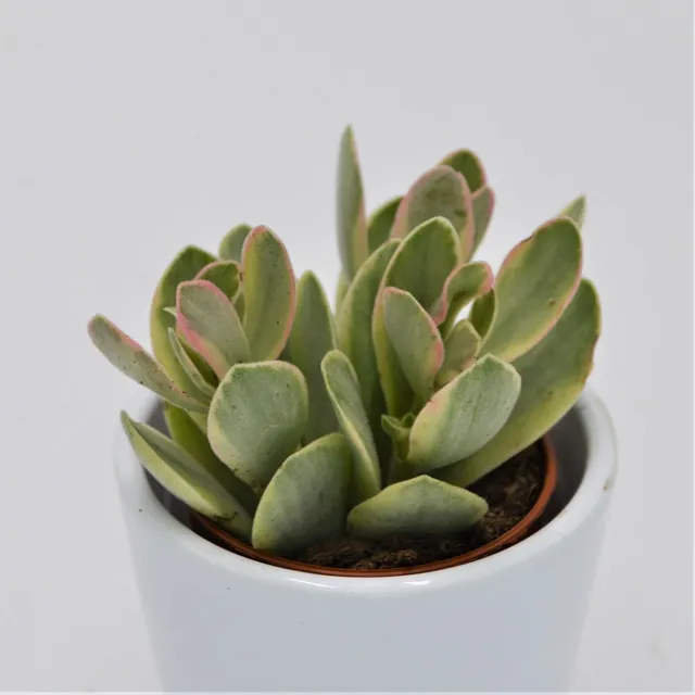 pasiora-crassula-money-maker-variegata-geldbaum-5-5-cm-topf image 1