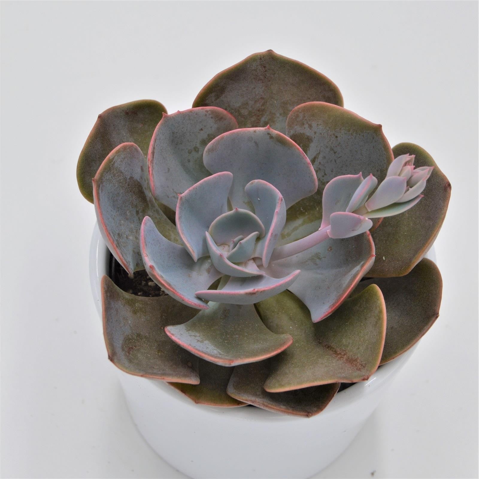 pasiora-echeveria-dusty-rose-sukkulente-9-cm-topf image 1