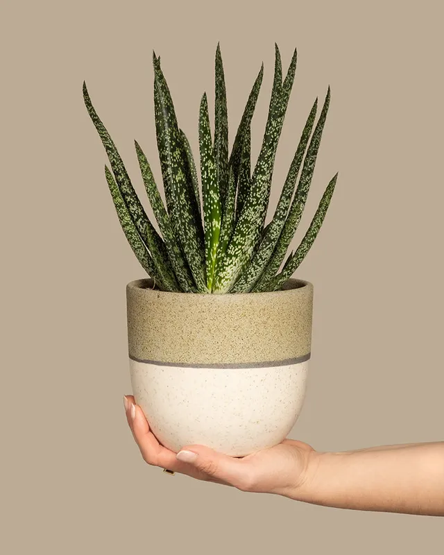 feey-gasteria-verrucosa-sukkulente-zimmerpflanze image 1