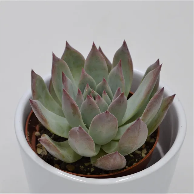 pasiora-echeveria-colorata-f-brandtii-echeverie-9cm image 1
