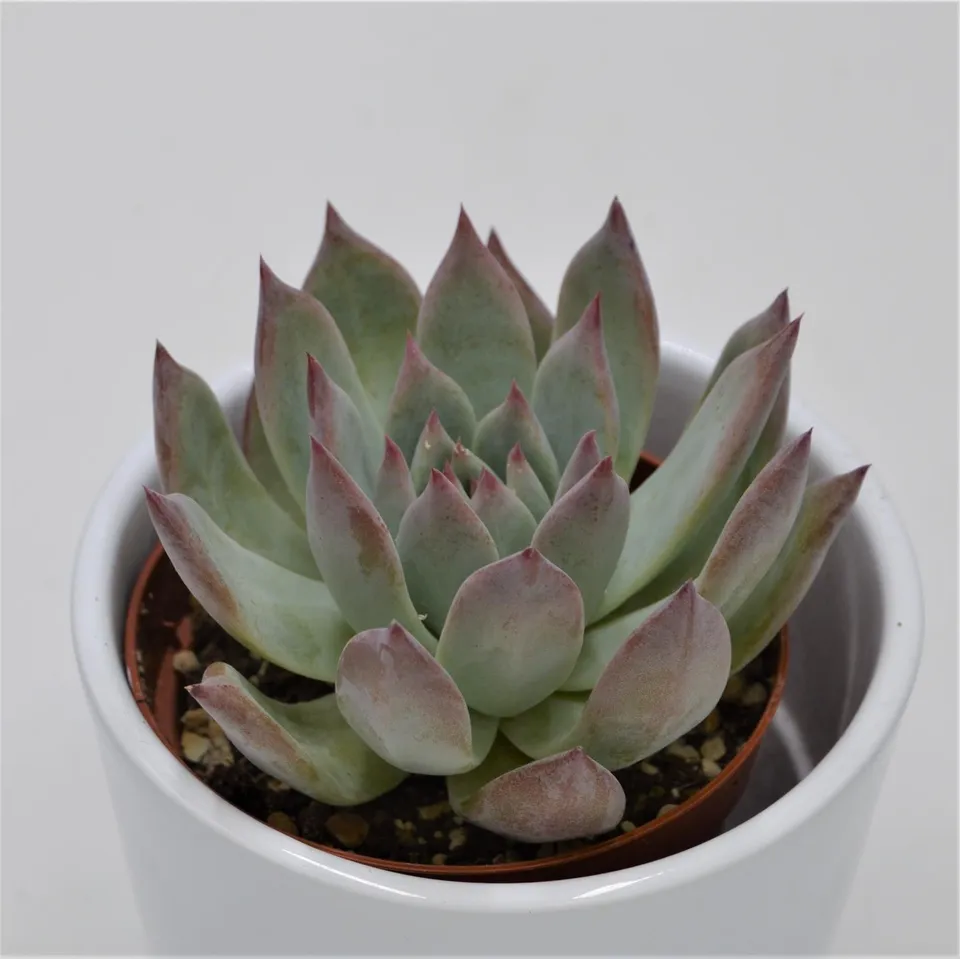 pasiora-echeveria-colorata-f-brandtii-echeverie-9cm image 1