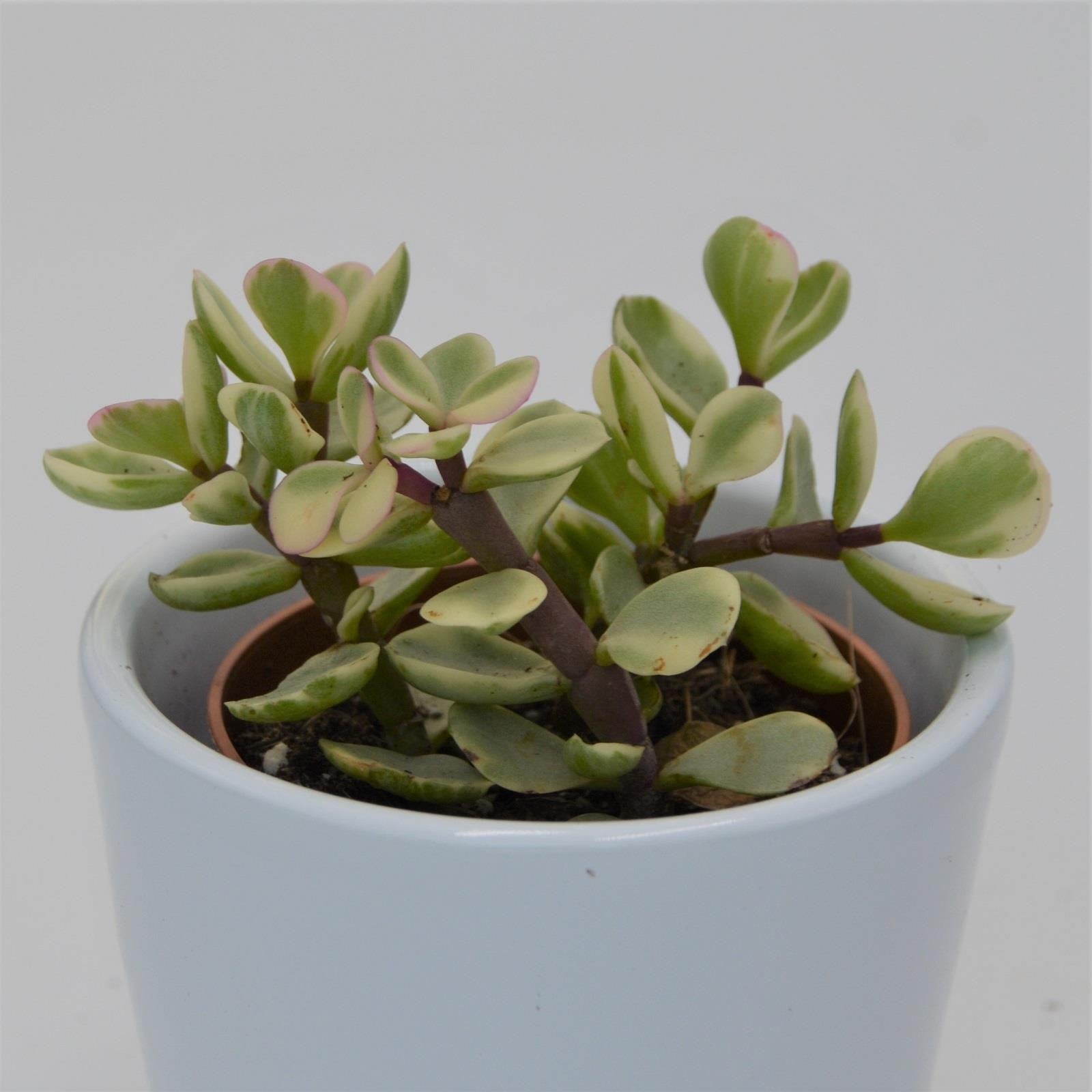 pasiora-portulacaria-afra-variegata-sukkulente-5-5cm image 2