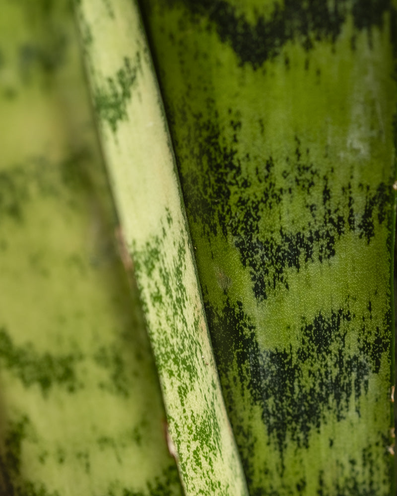 feey-gro-e-gr-ne-schwiegermutterzunge-sansevieria-zeylanica image 6