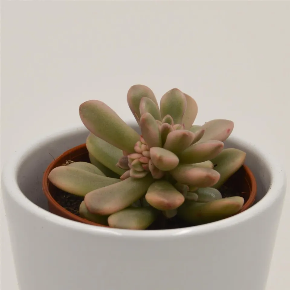 pasiora-sedum-rubrotinctum-f-variegata-sukkulente-5-5cm image 1