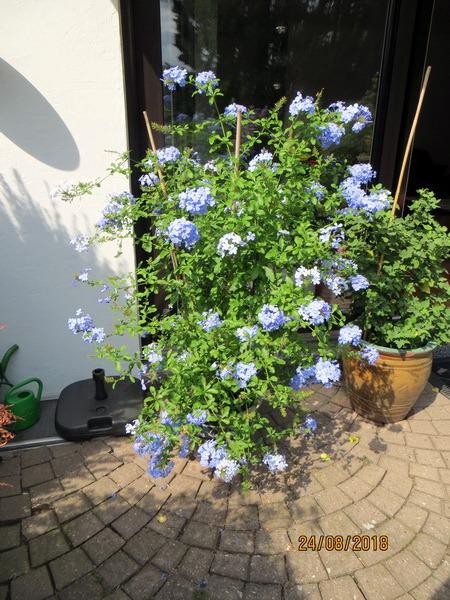 Braucht viel Wasser