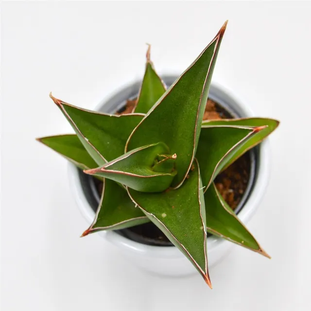 pasiora-sansevieria-abbey-crown-bogenhanf-6cm-topf image 1