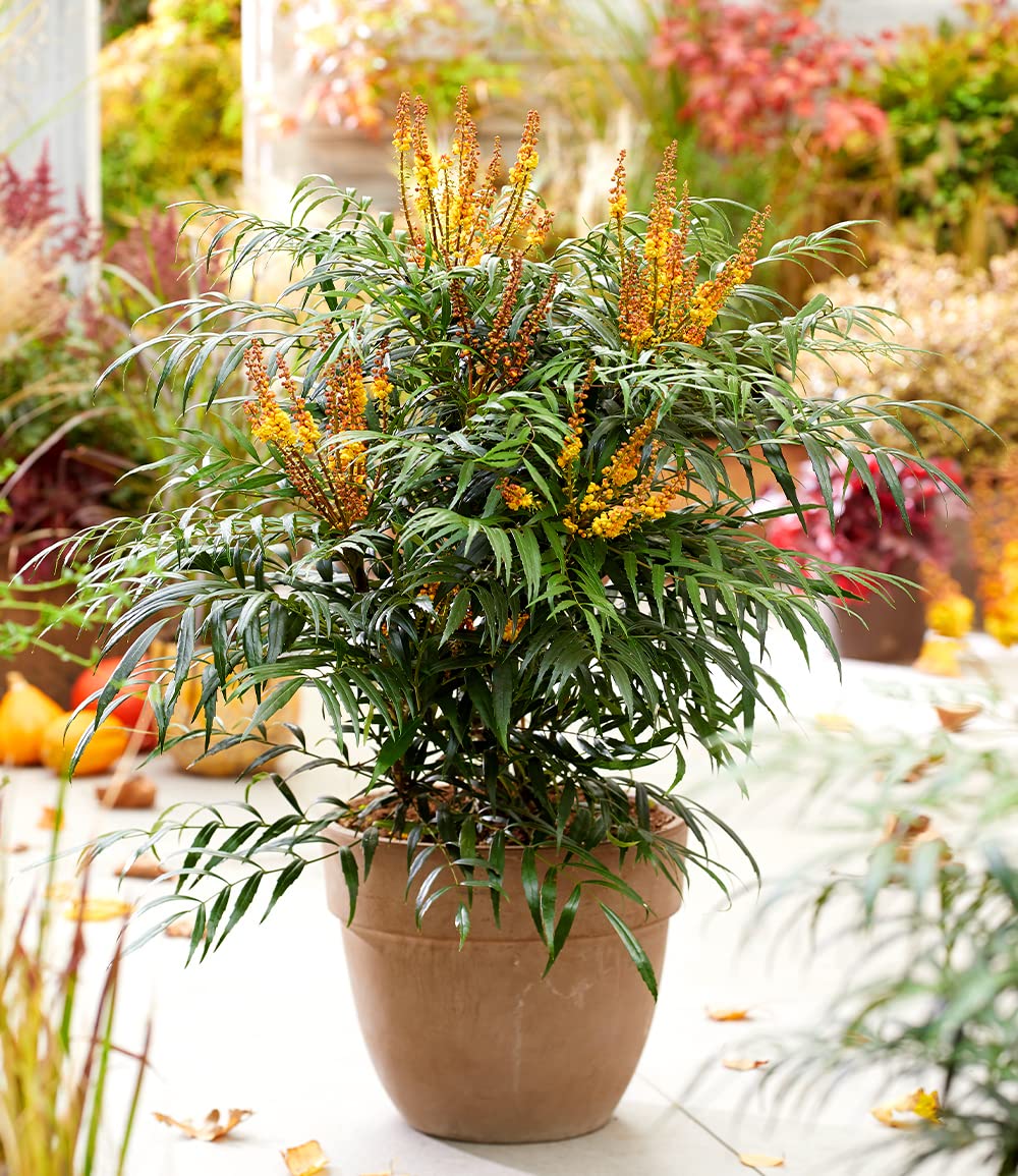 baldur-garten-mahonie-volcano-myoy-zierstrauch-im-2-liter-topf image 5