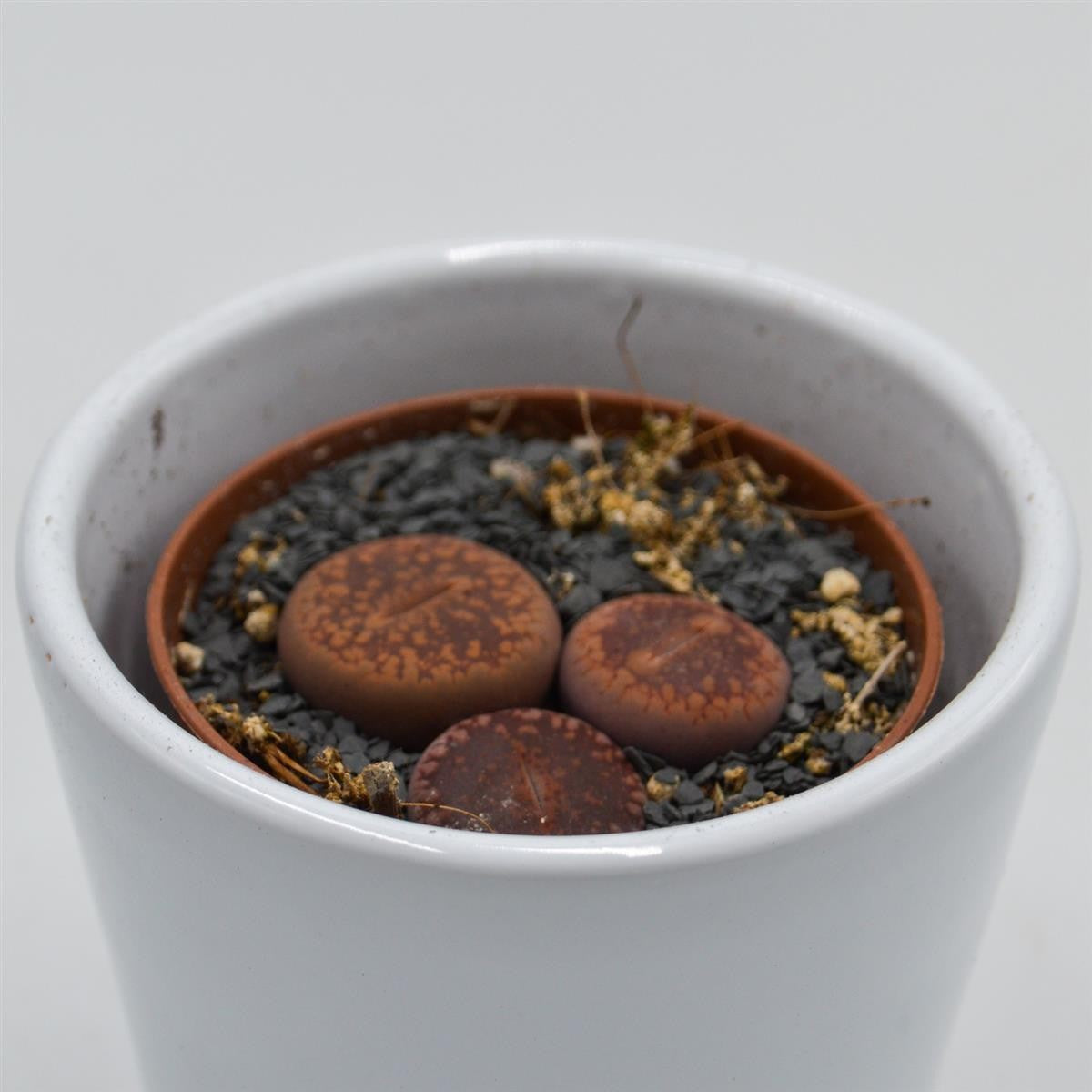 pasiora-lithops-ssp-lebende-steine-sukkulente-5-5-cm-topf image 4