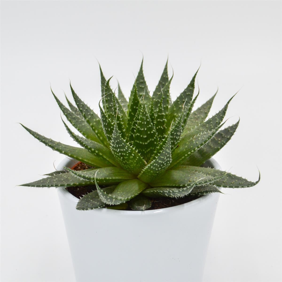 pasiora-aloe-akila-sukkulente-10-5cm image 1