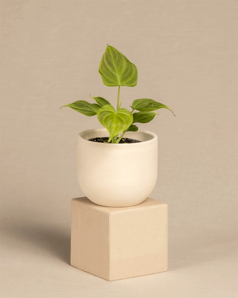 feey-philodendron-verrucosum-incensi-babypflanze-im-6-cm-topf image 5