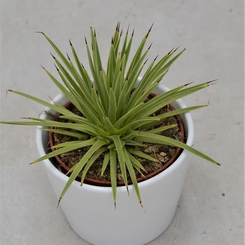 pasiora-agave-striata-v-nana-sukkulente-10-5-cm image 1