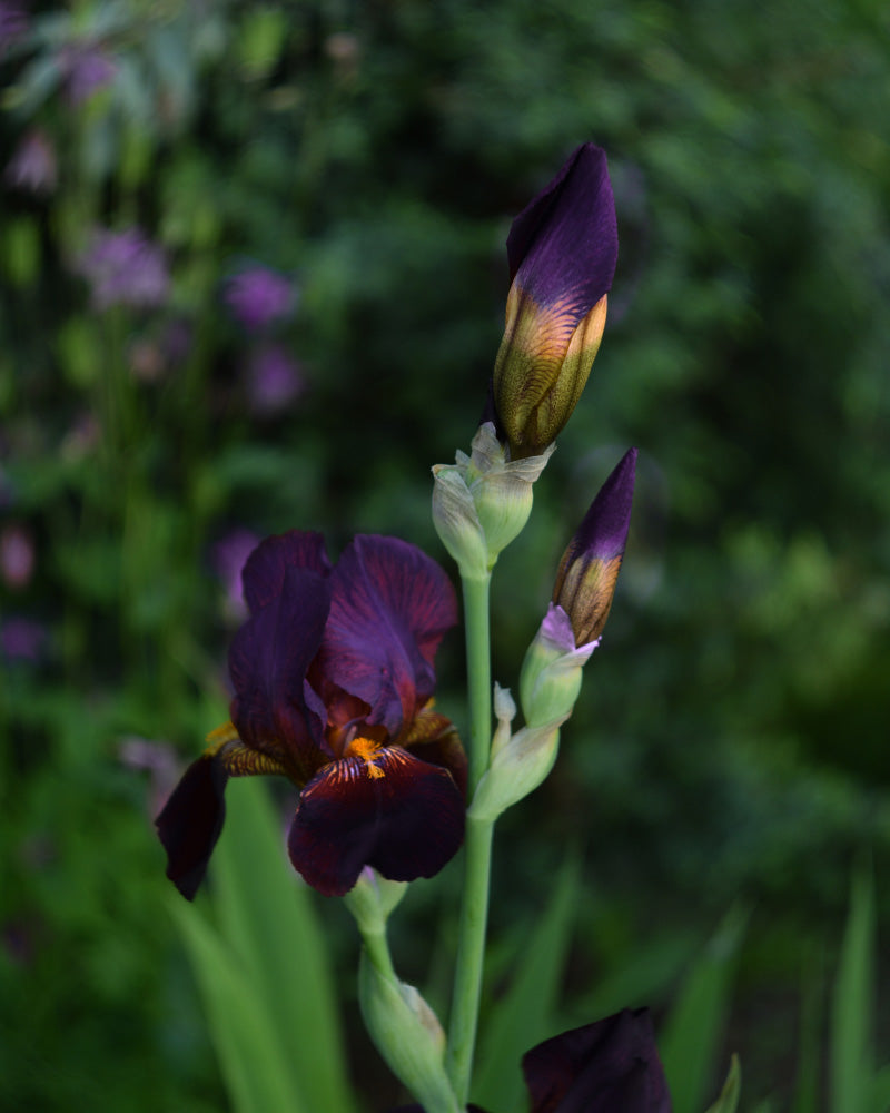 feey-iris-violett-rhizome-f-r-garten-und-balkon image 2