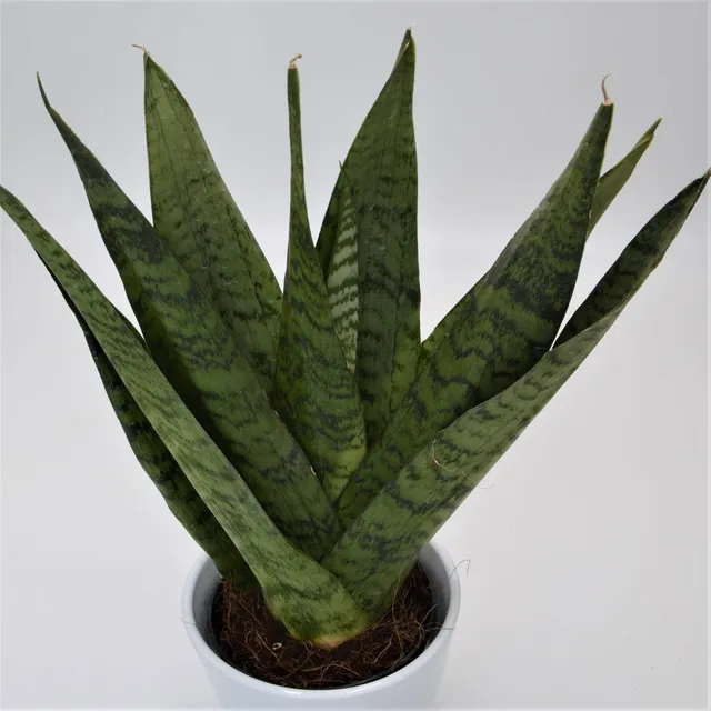 pasiora-sansevieria-zeylanica-fan-sukkulente-12cm image 1
