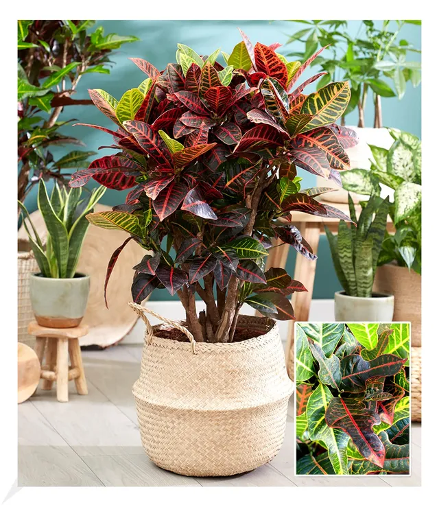 baldur-garten-wunderstrauch-kroton-excellent-zimmerpflanze-55-65-cm-im-17-cm-top image 1