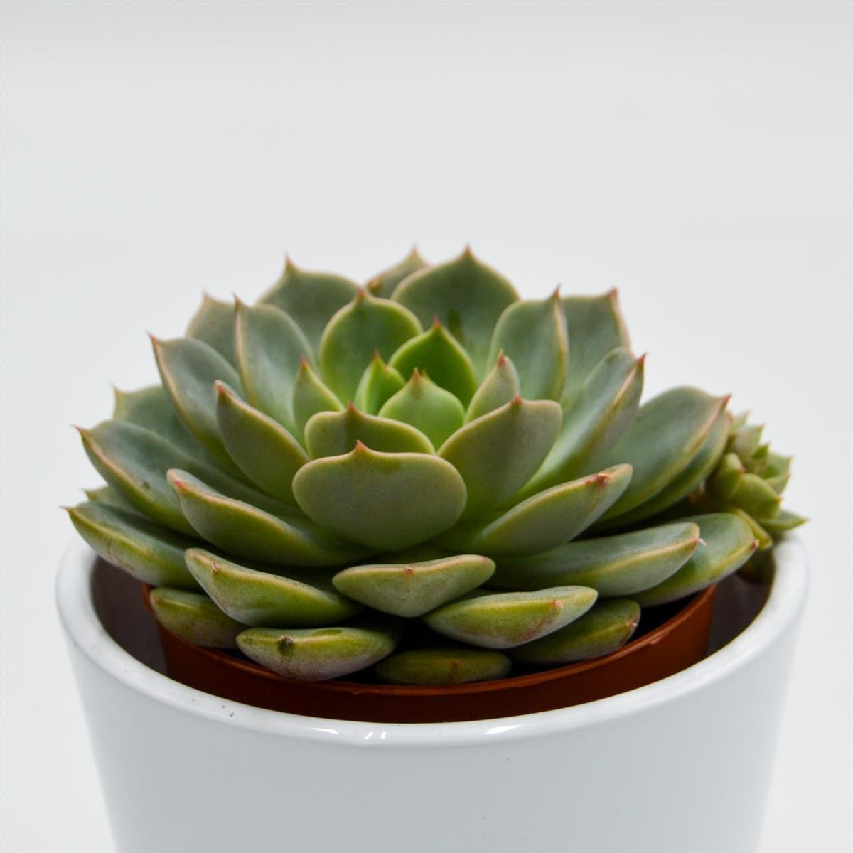 pasiora-echeveria-elfstone-echeverie-8-5-cm image 1
