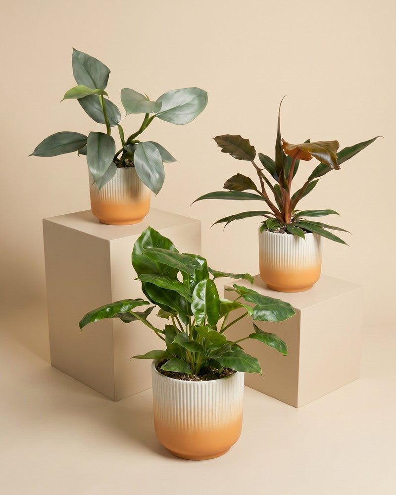 feey-schweizer-philodendron-trio-pluto-hastatum-burle-marx-set image 4