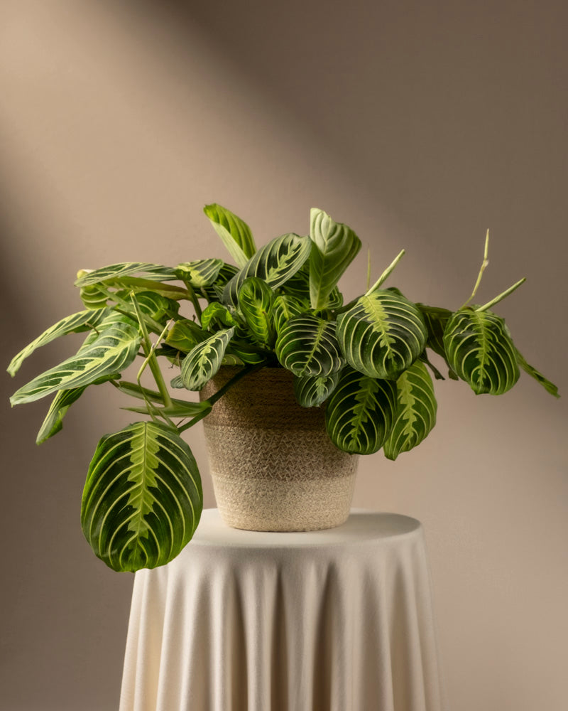 feey-maranta-lemon-lime-rarit-t-prayer-plant image 7