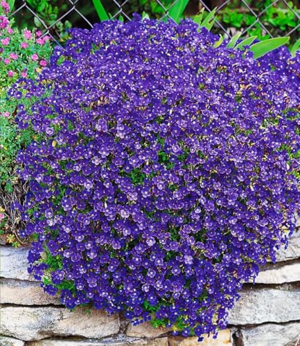 baldur-garten-3x-blaukissen-cascade-blue-winterharter-bodendecker-im-9x9-cm-topf image 2