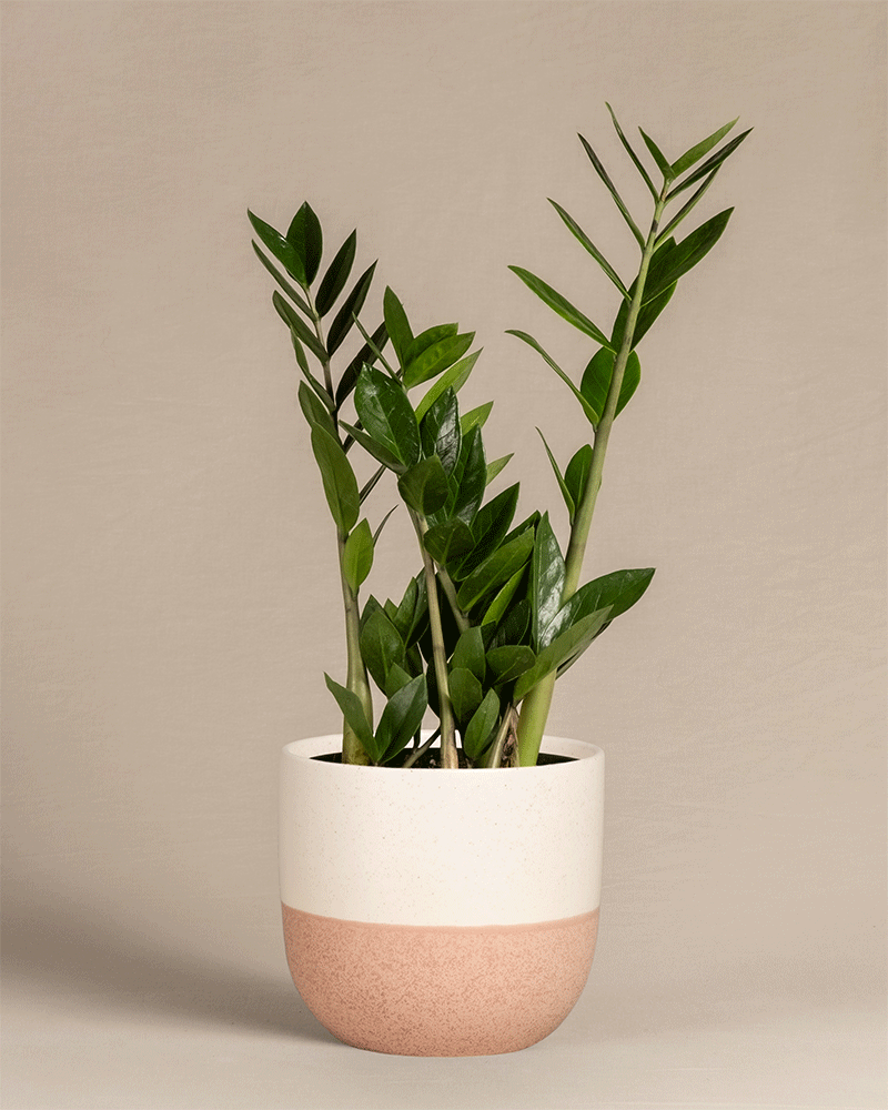 feey-gl-cksfeder-zamioculcas-zamiifolia-pflegeleichte-zimmerpflanze image 6