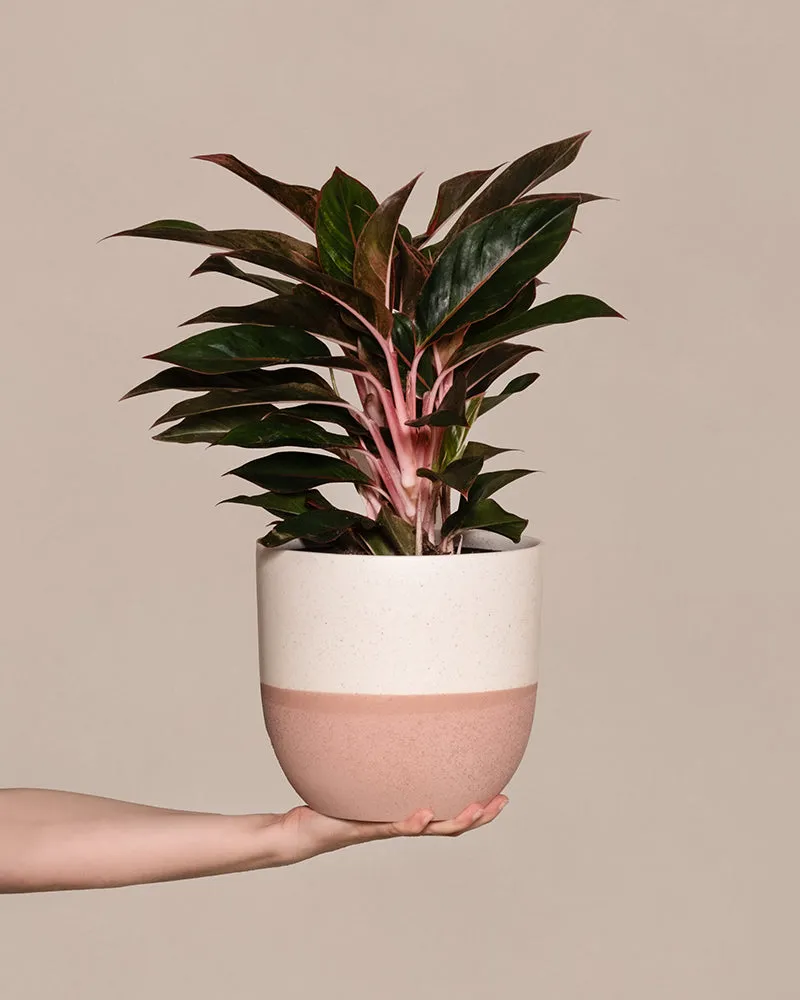 feey-aglaonema-jungle-red-gro-zimmerpflanze-kolbenfaden image 1