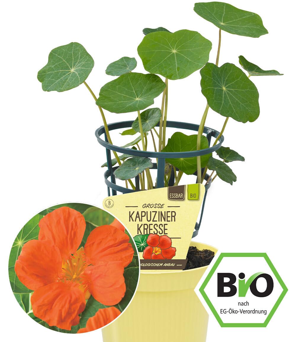 baldur-garten-bio-kapuzinerkresse-im-12-cm-topf image 2