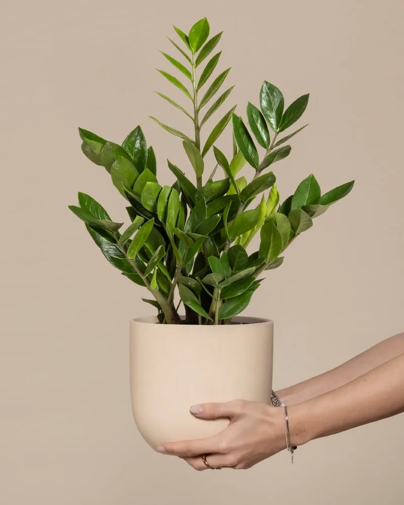 feey-gl-cksfeder-zamioculcas-zamiifolia-pflegeleichte-zimmerpflanze image 1