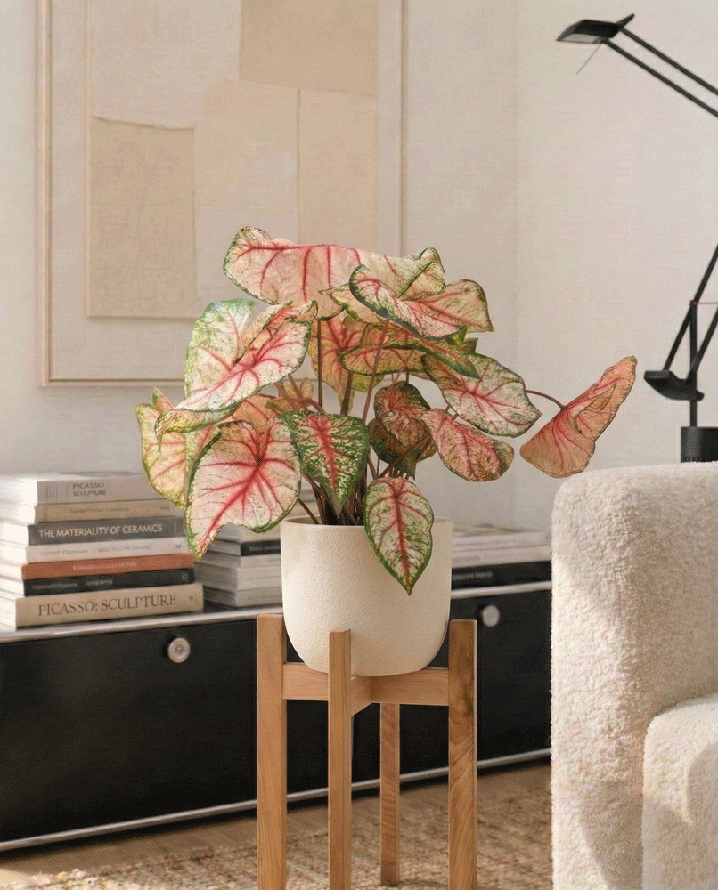 feey-caladium-rhapsody-buntblatt-zimmerpflanze image 7