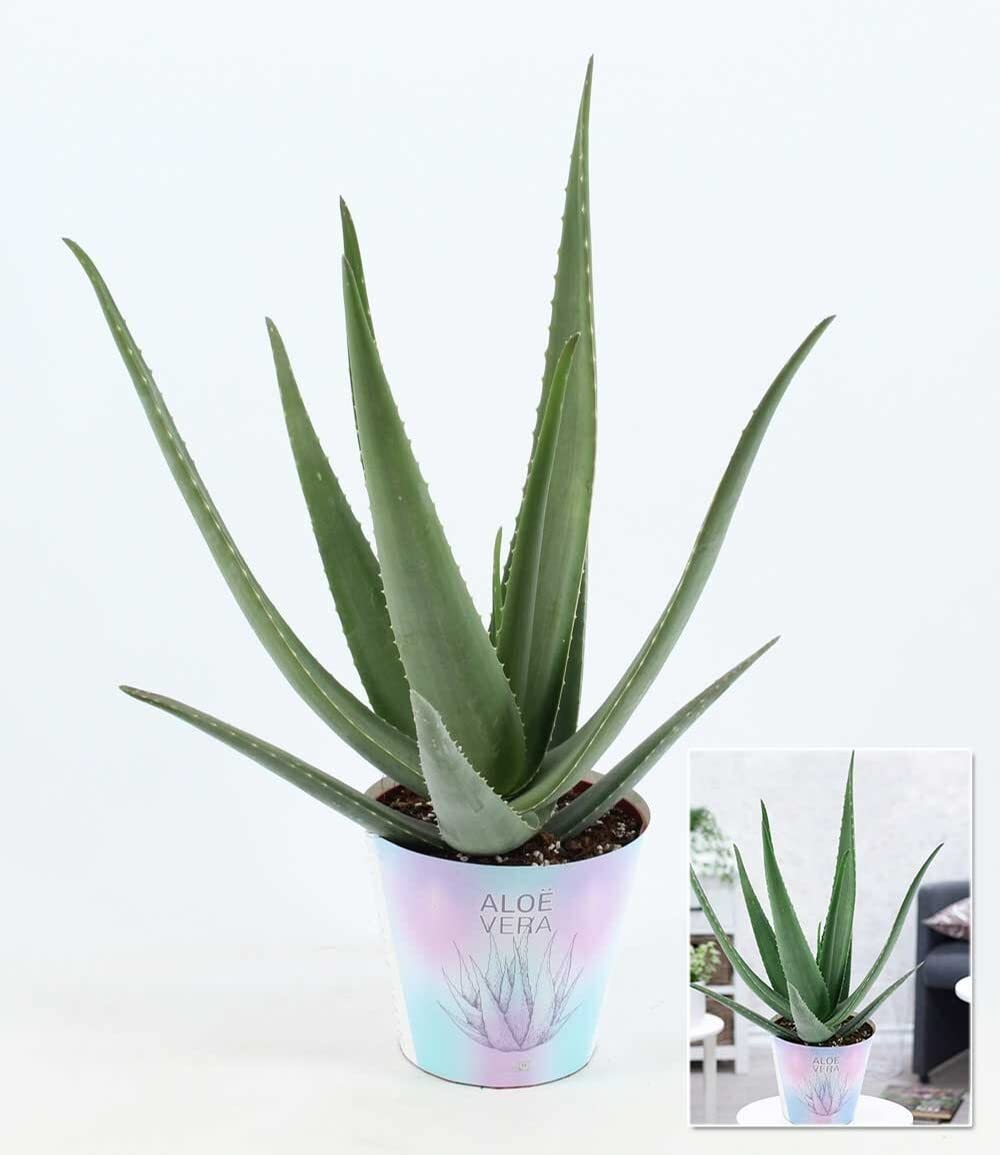baldur-garten-xxl-aloe-vera-55-65-cm-im-19-cm-topf image 3