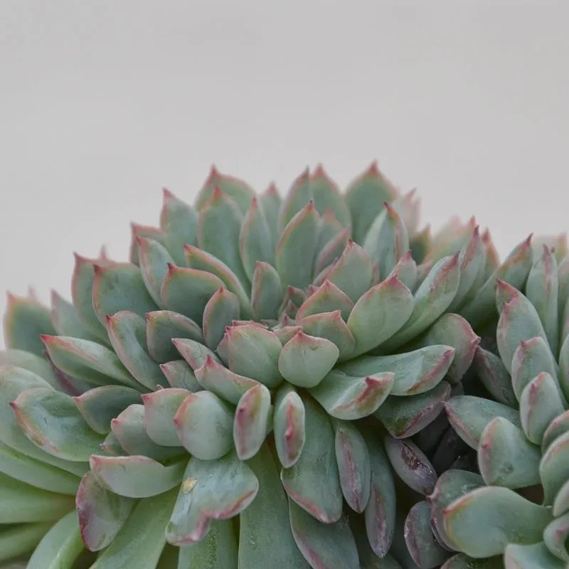 pasiora-echeveria-apus-f-cristata-sukkulente-8-5cm-topf image 1